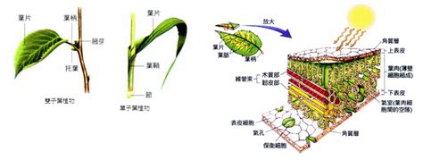 平行脈植物|葉的型態、構造與功能